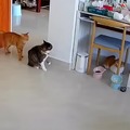 Orange cats are always behind the chaos