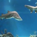 Escoliosis en tiburón