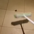 The worst mistake you can do with a spider