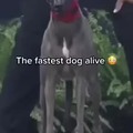 Fastest dog alive