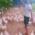 Ejercito de gallinas al ataque