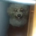 commented item thumbnail