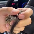 commented item thumbnail