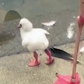 A little flamingo's first attempts to stand on one leg...