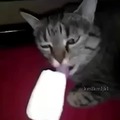 Gato comiendo helado 
