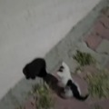 O gato branco começou a agressão só porque ele é negro,