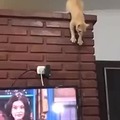 gato weon 23 a  comprar una tele nueva