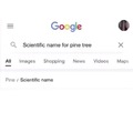 Scientific name for Pine tree