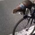 Lontra na bike