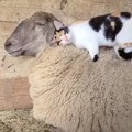 Catto on sheepo