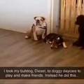 Doggy daycare