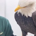 Beautiful eagle