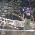 Attacco di leone a un guardiano
