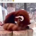 Red pandas use their tails as pillows