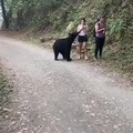 para a un oso chistandole mientras se hace un selfie