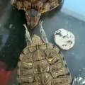 Turtle Slapping Turtle