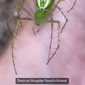 Incredible spider