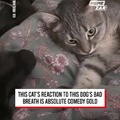 Cat's reaction to the dog's bad breath