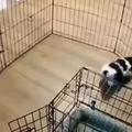 perro en modo prison break