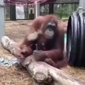 Macaco cientista evoluiu e bate madeira no prego