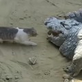 Cat domination