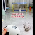 Soccer cats