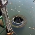 A garbage collector for ponds and lakes