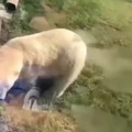 un oso polar que pasa de jugar