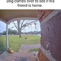 Dog friendship