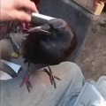 commented item thumbnail
