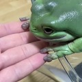 Frog fren is friendly