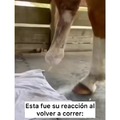 Bonita reacción de un caballo al poder correr de nuevo gracias a una prótesis