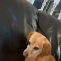 Dog passes away after smelling the crap