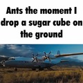 Ants be like