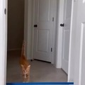 Cats can jump