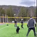 This dog plays volleyball better than many people
