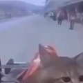 Gato race