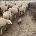 shepherd dog's first day