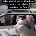driving cat meme