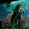 Tubarão dançando com o mergulhador