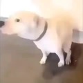 perro baile Ö