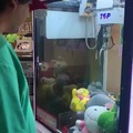 Magic claw machine gives real kitties~
