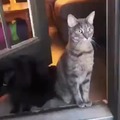 Curious cats