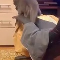 Cat's amazing rotation