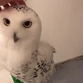 Owl pets