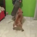 perro con espada vs skater