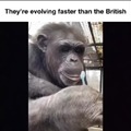 Proud of these monkeys