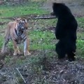 Oso vs tigre
