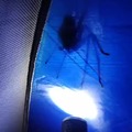 commented item thumbnail