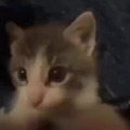 Video de gatinho pessoal